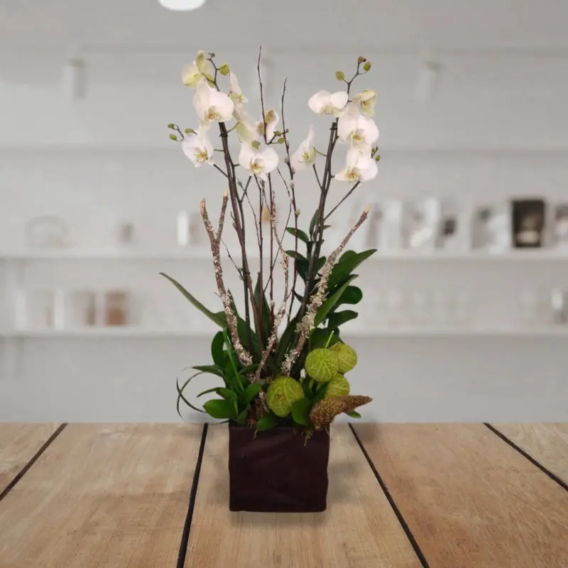 Orquídea phalaenopsis de 2 varas, Personnel