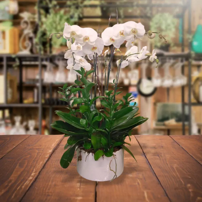 Arreglo de tres orquídeas phalaenopsis, Personnel