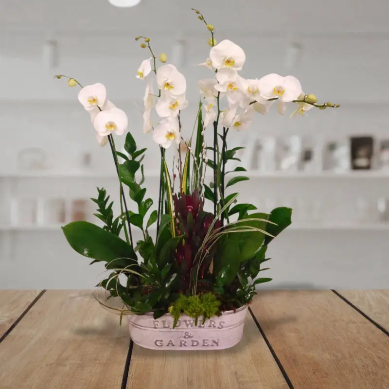 Dos orquídeas phalaenopsis blancas, Personnel