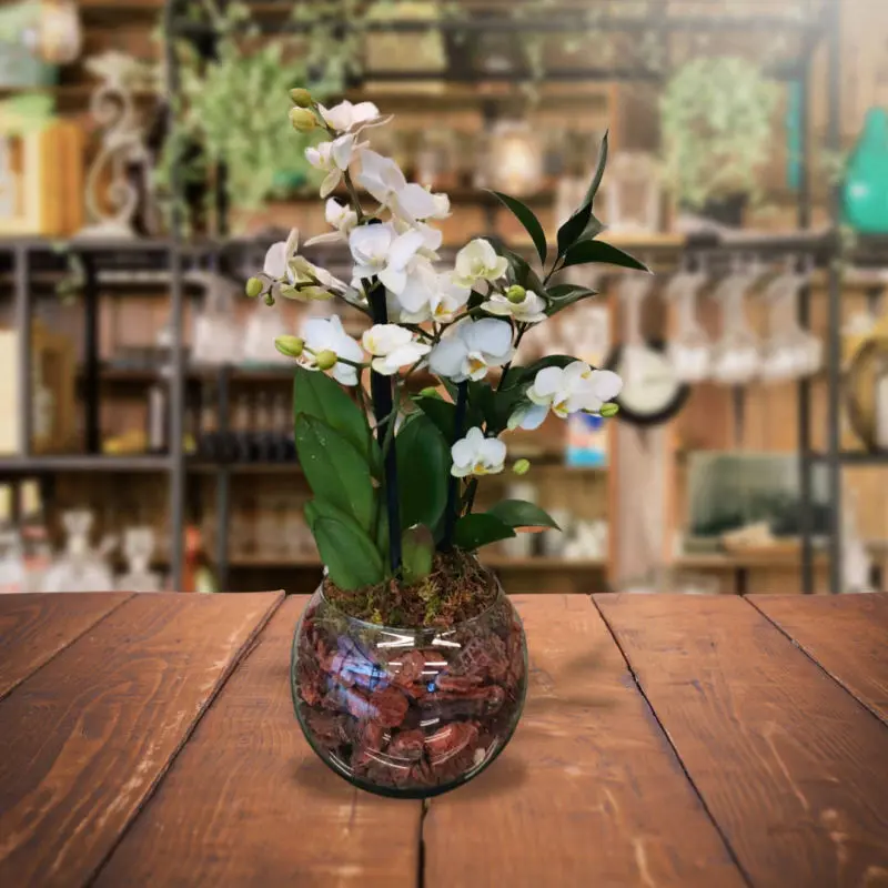 Orquídea phalaenopsis mini, Personnel