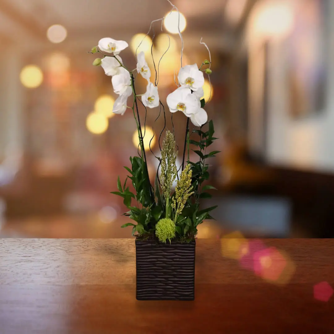 Orquídea Phanaelopsis Personnel