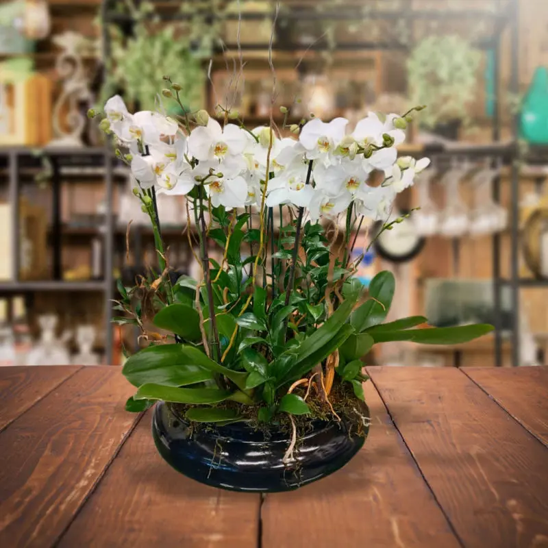 Arreglo floral con cinco orquídeas phalaenopsis, Personnel