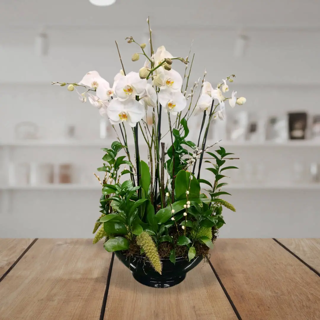 Arreglo de Orquídeas para Oficinas