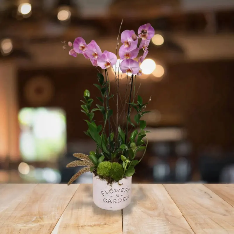 Orquídea phalaenopsis lila, Personnel