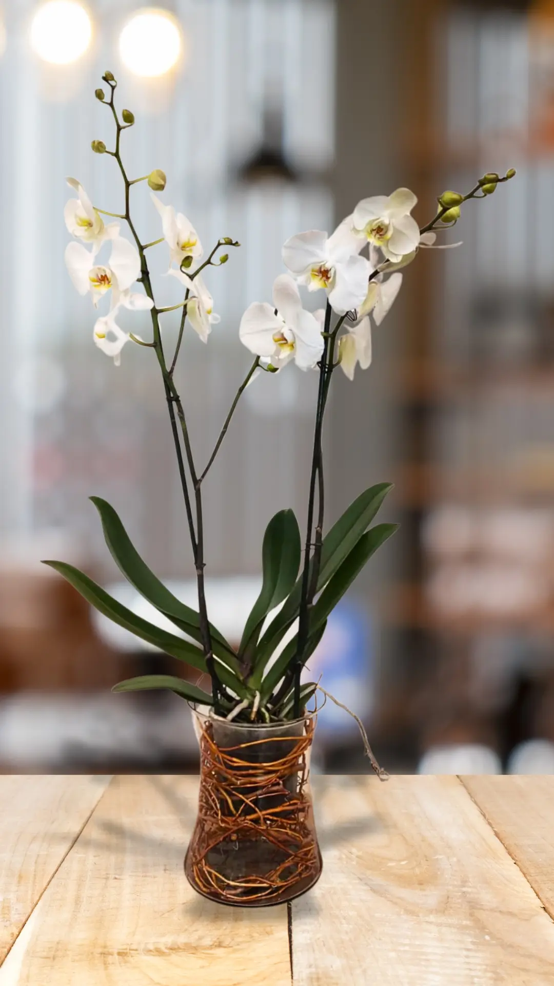 Orquídea