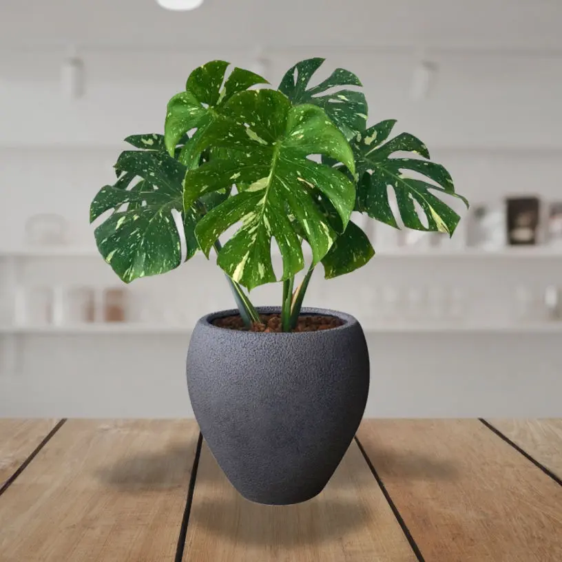 Plantas para Interiores, plantas para Oficina y Hogar